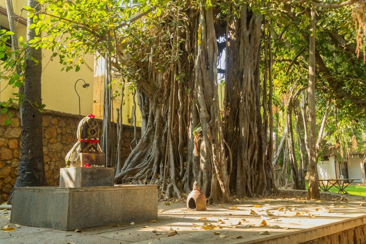 فندق ذا هرتيدج مادوراي المظهر الخارجي الصورة The Banyan Tree at the University of Madras